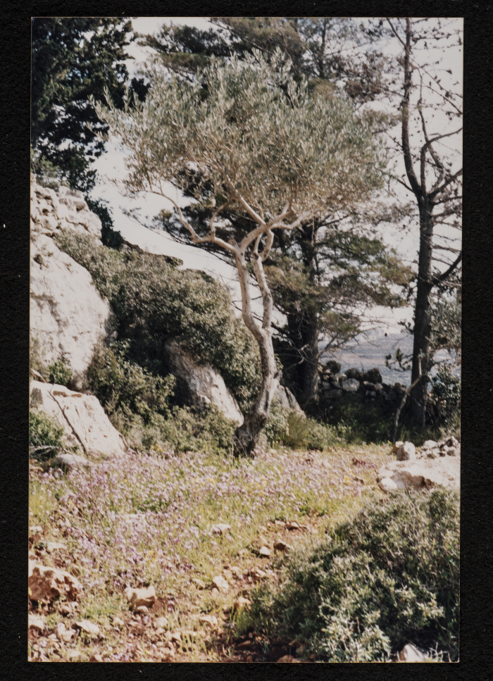 صورة من منطقة تل الصفا، قضاء رام الله