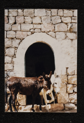 A photograph of ash-Shuʿayby Family Housh in Deir Ghassane,  Ramallah