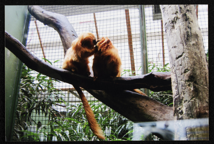 A Photograph of Two Monkeys at the Zoo
