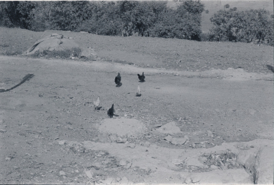 A Glimpse at Kobar Village, Ramallah 