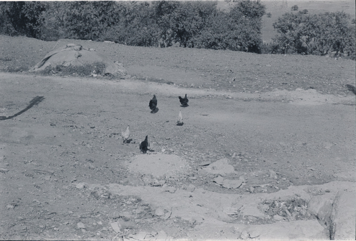 A Glimpse at Kobar Village, Ramallah 