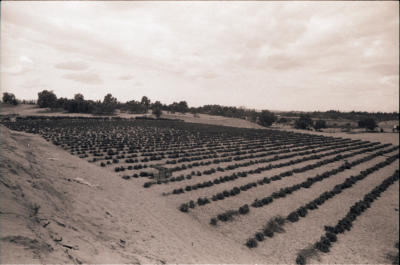 منظر طبيعي لاشجار في بلدة بيت ساحور