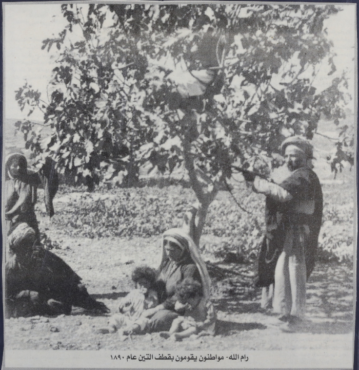 Fig Picking in Ramallah, 1890