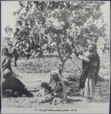 مواطنون يقومون بقطف التين عام 1890 في مدينة رام الله