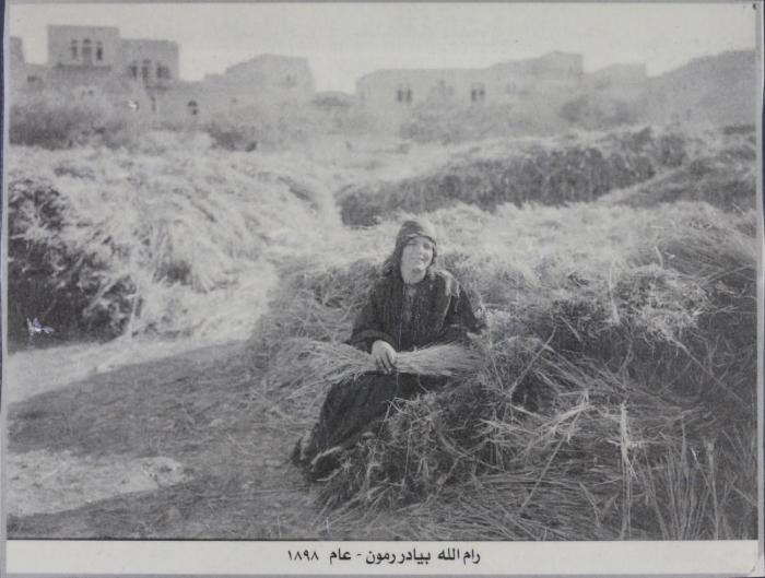 Wheat Ears in Rammun, Ramallah 