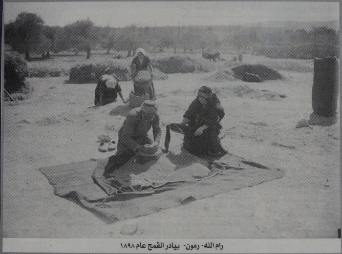 Wheat in Rammun, 1898