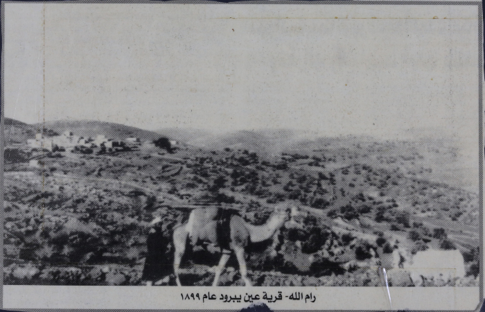 A Camel in Ein Yabrud, Ramallah 