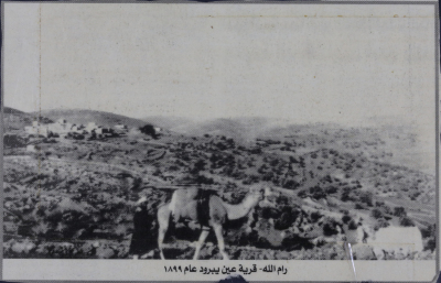 A Camel in Ein Yabrud, Ramallah 