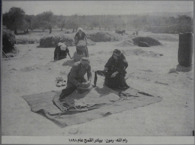 Wheat in Rammun, 1898
