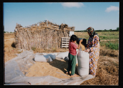 Wheat Harvest Season in Gaza