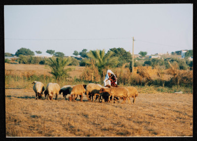 A Photograph of a Woman Herding Sheep in Gaza