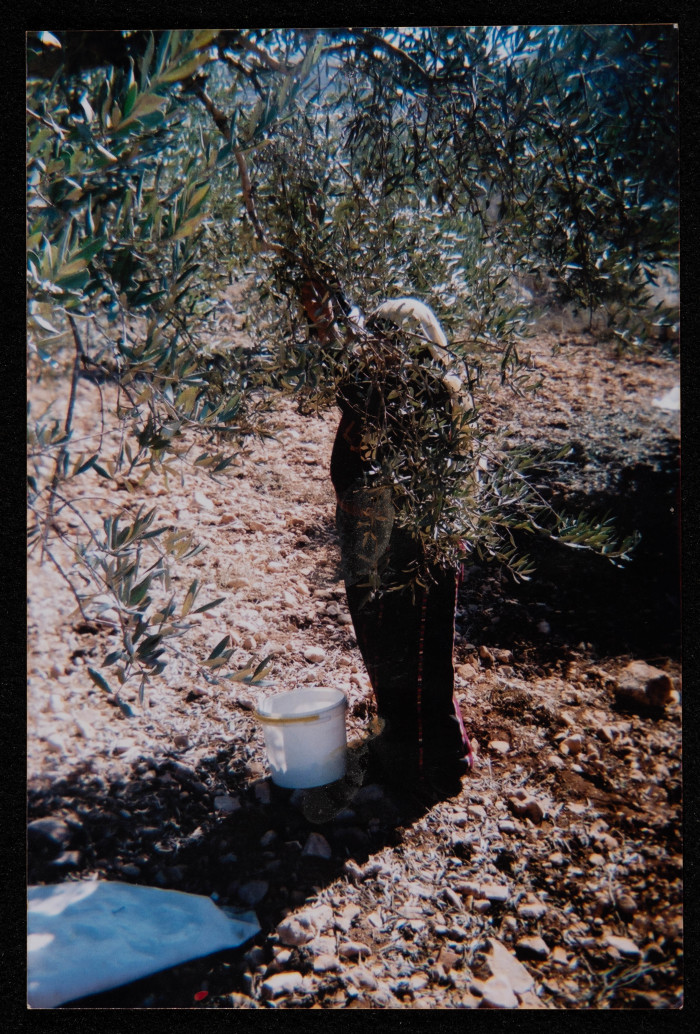 A Photograph of Em Ahmad al-Birawy Picking Olives, 2001