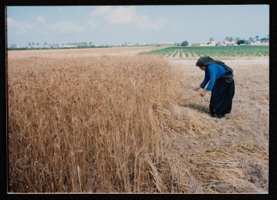 Wheat Harvest Season in Gaza