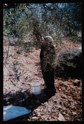 A Photograph of Em Ahmad al-Birawy Picking Olives, 2001