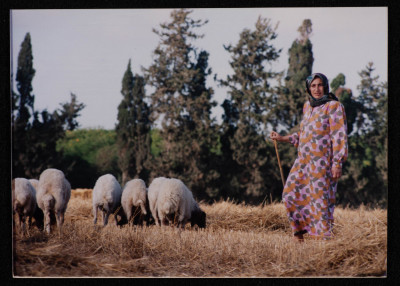 A Photograph of a Woman Herding Sheep in Gaza