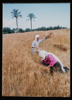 Wheat Harvest Season in Gaza
