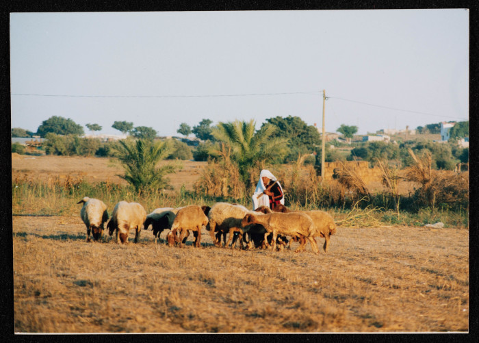 A Photograph of a Woman Herding Sheep in Gaza
