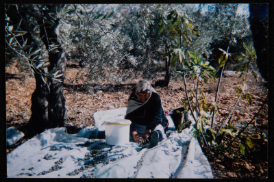 A Photograph of Em Ahmad al-Birawy, a Woman from Surda Picking Olives, 2001