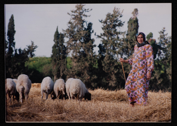 A Photograph of a Woman Herding Sheep in Gaza