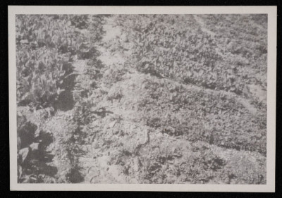 "Stop the Confiscation of Framers Lands", a Postcard  Published by the DWRC