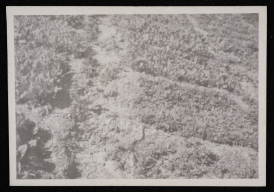 "Stop the Confiscation of Framers Lands", a Postcard  Published by the DWRC 

