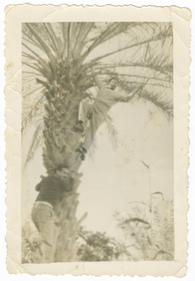 A Photograph of Kanʿan Khury at a Palm Grove in Doha, 1954
