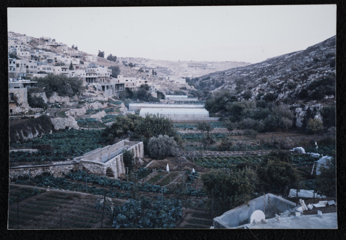 وادي أرطاس