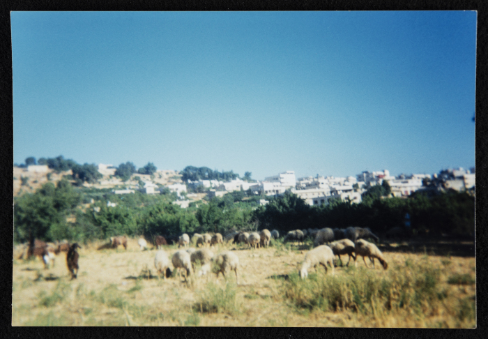 Sheep in the Solomon's Pools Area, Artas 