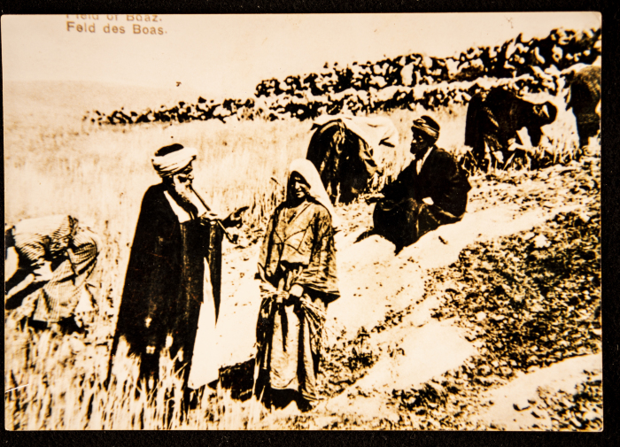 People of Beit Sahour Harvesting the Wheat 