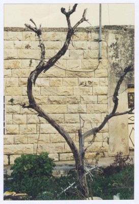 A Photograph of an Old House in Kubar, Ramallah 