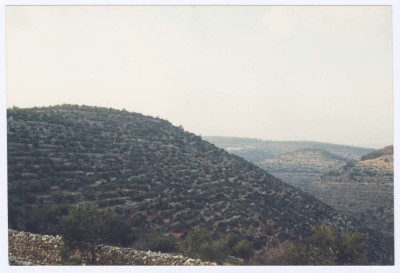 Kubar Landscape, Ramallah 