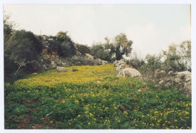 Kubar Landscape, Ramallah 