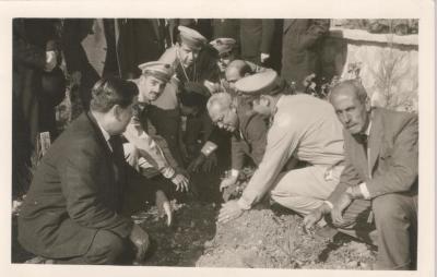 زراعة أشجار