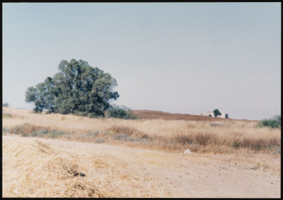A Photograph of a Plain in the Depopulated Village of Ashdod, 1986
