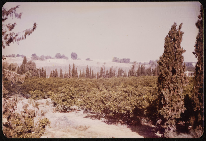 A Photograph of a Plain in the Depopulated Village of Ashdod, 1986