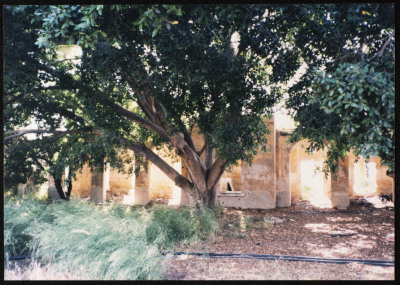 A Photograph of a Courtyard in the Depopulated Village of Ashdod, 1986
