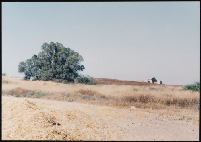 A Photograph of a Plain in the Depopulated Village of Ashdod, 1986
