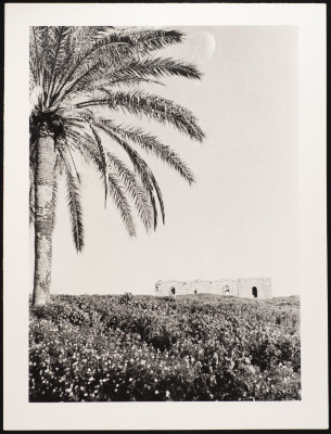 A Photograph of the Landscape of the Depopulated Village of Ashdod, 1986
