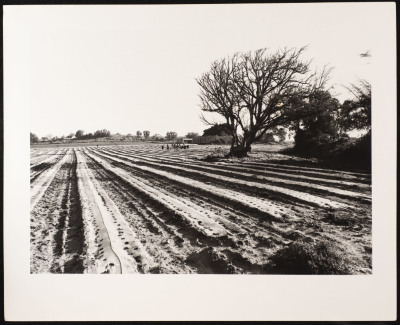 A Photograph of a Plain in the Depopulated Village of Ashdod, 1986
