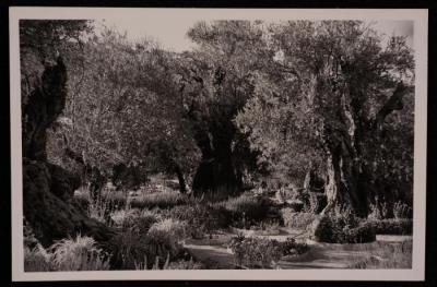 A Photograph of Olive Trees in the Church of the Agony Garden in the Occupied City of Jerusalem 