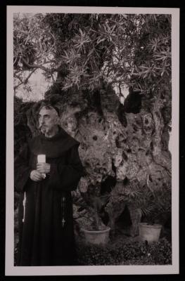 A Photograph of an Olive Tree in the Church of the Agony Garden in the Occupied City of Jerusalem 