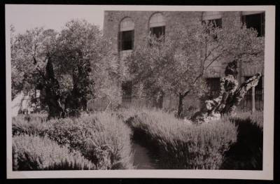 A Photograph of Olive Trees in the Church of the Agony Garden in the Occupied City of Jerusalem 