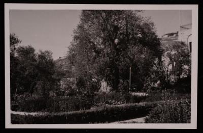 A Photograph of Olive Trees in the Church of the Agony Garden in the Occupied City of Jerusalem 