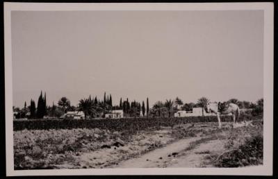 أحد الحقول المزروعة في الأغوار قرب أريحا، تصوير يوسف البينا، خمسينيات القرن العشرين