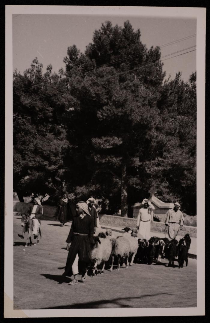 مجموعة رجال يرعون الأغنام في منطقة برك سليمان، تصوير يوسف البينا، خمسينيات القرن العشرين