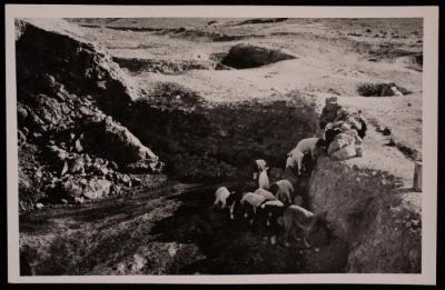 عدد من الماشية وبجانبها كلب، تصوير يوسف البينا، خمسينيات القرن العشرين