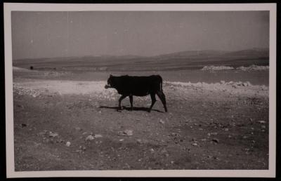 بقرة تسير في ارض، تصوير يوسف البينا، خمسينيات القرن العشرين