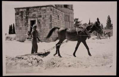 شاب يحرث الأرض، تصوير يوسف البينا، خمسينيات القرن العشرين