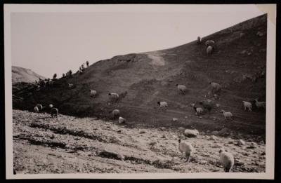 قطيع من الماشية يرعى في الجبال، تصوير يوسف البينا، خمسينيات القرن العشرين