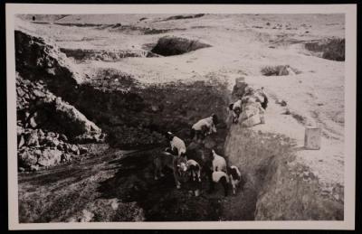 عدد من الماشية وبجانبها كلب، تصوير يوسف البينا، خمسينيات القرن العشرين